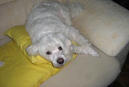 Cane avvelenato dal topicida, cresce la paura in paese