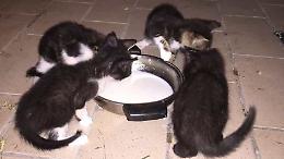 Gatti, record di abbandoni