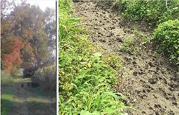 Cinghiali tra i campi, agricoltore: 'Ora abbiamo paura'
