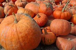 ‘Sagra della zucca’ a Caorso dal 28 al 31 agosto