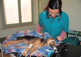 Cani avvelenati, autopsia: il mistero si infittisce