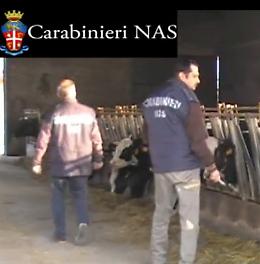 Farmaci illeciti ai bovini
Commerciante arrestato