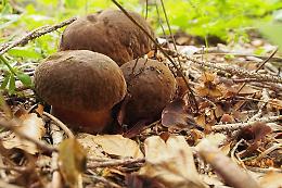 Escursione nel fantastico mondo dei funghi (nel bosco e a tavola), domenica 20 settembre