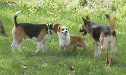 Allarme bocconi avvelenati, due cani salvati in extremis