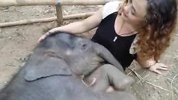 Thailandia, buonanotte elefantino: il cucciolo si addormenta con la ninna nanna