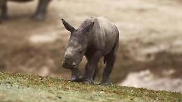 San Diego, giochi e tenerezze: il debutto del baby rinoceronte