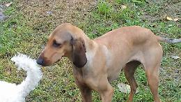 Le Gev ritrovano un cane, si era perso in golena