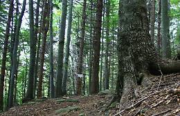 Rifugio Lagdei: 7 e 8 novembre Escursioni dedicate alla foresta