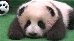 Malesia: prima apparizione in pubblico di Liang Liang, panda gigante cucciolo 