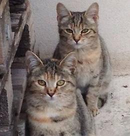 Colonie feline, sabato 4 raccolta di prodotti veterinari