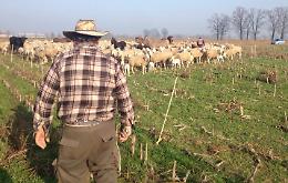 Natale amaro, pastori derubati: via 200 tra pecore e capre