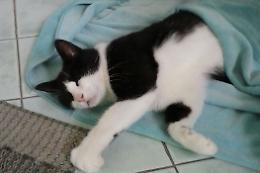 Milly, micia persa e ritrovata
'Grazie ai volontari dei randagi'