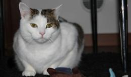 'Il gatto è morto per i botti'