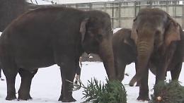 Zoo di Berlino: gli elefanti ''smantellano'' gli alberi di Natale