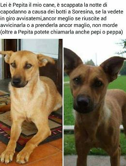 'Terrorizzata dai botti’
cagnetta in fuga, appello su Fb
