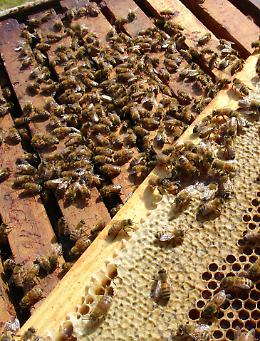 Dal veleno delle api una cura contro il tumore al seno