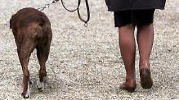 Ciclisti e padroni di cani  Per i vigili sempre impuniti