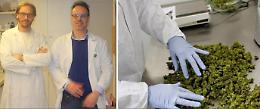 Crema, la cannabis terapeutica si fa qui