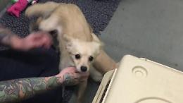 Cagnolina abbandonata rivede i suoi cuccioli: la gioia per la reunion è grande