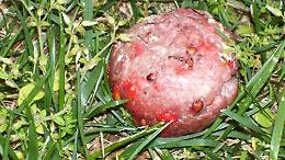 Allarme polpette avvelenate
