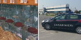 Quattro attivisti animalisti denunciati dai carabinieri