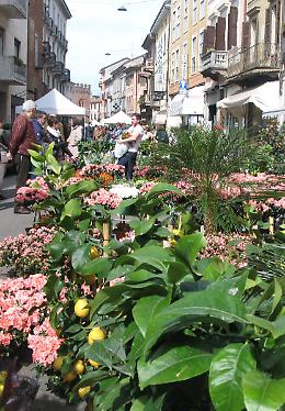 La città si prepara alle 'Invasioni Botaniche'
