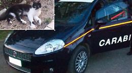 Spara ai gatti e fugge, denunciato dai carabinieri