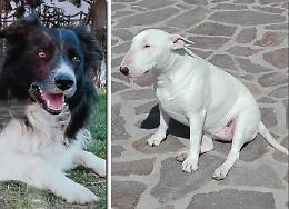 Topicida, salvi due cani