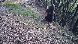 Trentino, gli orsi bruni e la loro passione per gli alberi-grattatoi