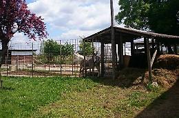 Mucca fulminata da saetta