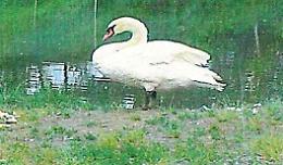 Task force salva cigno ferito