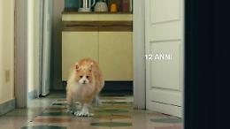 Animalisti contro Poste Italiane: ''Lo spot istiga a cucinare i gatti''