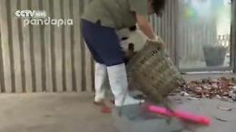 Cina, panda dispettosi impediscono all'operatrice di pulire il recinto