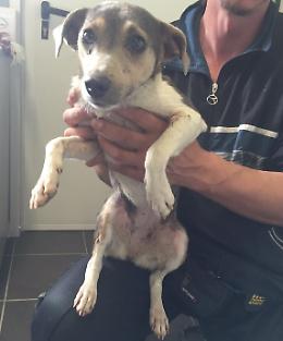 Cane abbandonato e ferito, salvo