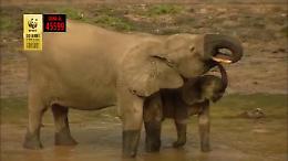 Wwf: ''Ferma il massacro di Natura'', spot contro il bracconaggio