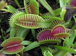 Le piante carnivore in mostra venerdì 10 
nella sede del Politecnico