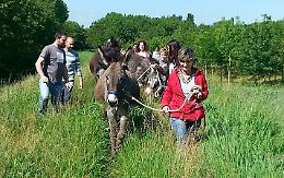 Passeggiata in golena con gli asini 'terapeutici'