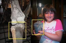 A 7 anni 'caccia'  i mammut
