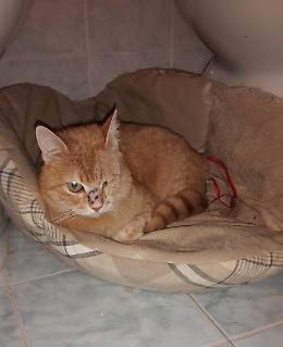 Gatti impallinati, due uccisi e uno ha perso un occhio