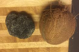 Trovato un tartufo del Po