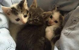 Cinquanta gattini a rischio, appello per cibo e adozioni