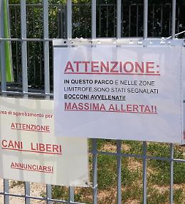 Cani avvelenati, allarme polpette killer
