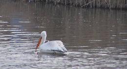 Un pellicano sul Gambara