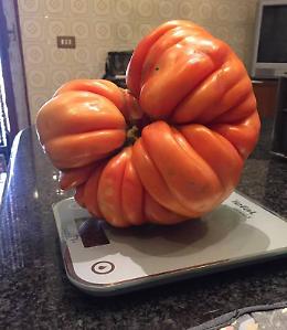 Super pomodoro ad Agoiolo, supera i due chili di peso