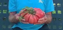 Un pomodoro grosso come un melone