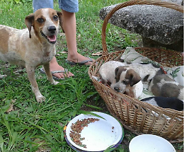 Abbandonati come rifiuti, mamma e cuccioli salvati