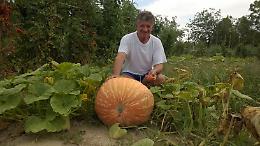 Senza concimi e pesticidi, ecco la super zucca di Stefanoni