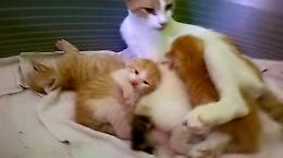Castelvetro, mamma e 5 gattini abbandonati in una scatola