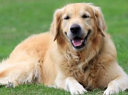 I cani di razza finiscono nel mirino dei ladri