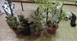 Coltivano marijuana in casa, addio al celibato in cella